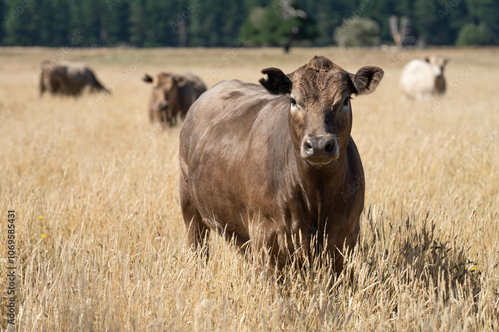 Beef cows and calves grazing on grass on a beef cattle farm in Australia. breeds include murray grey, angus and wagyu Beef cows and calves grazing on grass on a beef cattle farm in Australia. breeds include murray grey, angus and wagyu