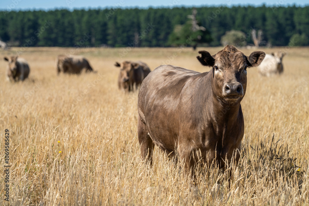 sustainable farming in agriculture for the future with livestock and cows