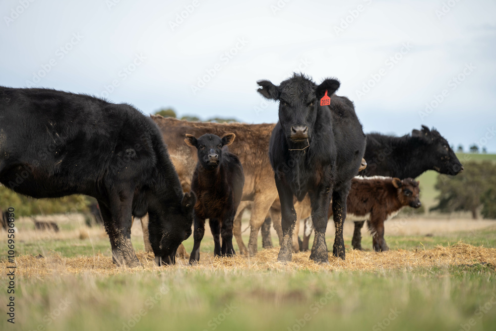 growing real healthy food. beautiful cattle in Australia eating grass, grazing on pasture. Herd of cows free range beef being regenerative raised on an agricultural farm. Sustainable farming growing real healthy food. beautiful cattle in Australia eating grass, grazing on pasture. Herd of cows free range beef being regenerative raised on an agricultural farm. Sustainable farming