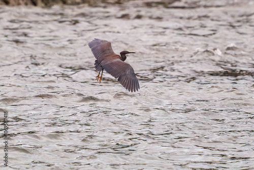 防波堤から飛び立つ美しいクロサギ（サギ科）。
英名学名：Pacific Reef-Heron (Egretta sacra)
静岡県伊豆半島賀茂郡南伊豆町中木ヒリゾ浜2024年
 photo