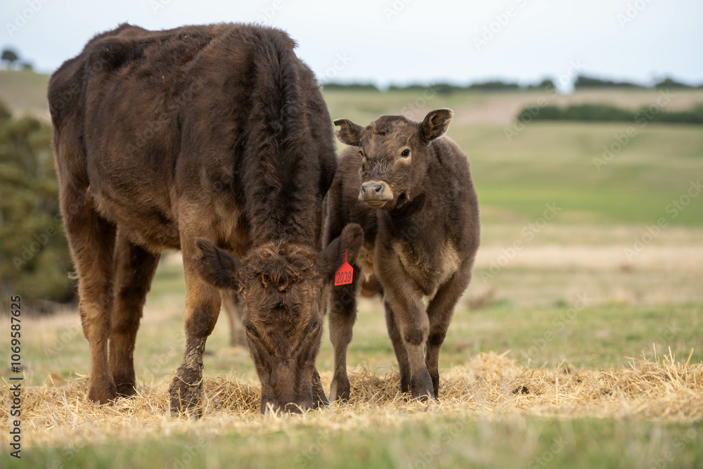 Fototapeta premium growing real healthy food. beautiful cattle in Australia eating grass, grazing on pasture. Herd of cows free range beef being regenerative raised on an agricultural farm. Sustainable farming