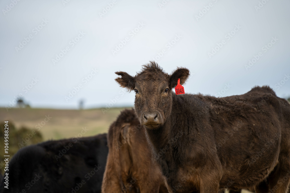 growing real healthy food. beautiful cattle in Australia eating grass, grazing on pasture. Herd of cows free range beef being regenerative raised on an agricultural farm. Sustainable farming growing real healthy food. beautiful cattle in Australia eating grass, grazing on pasture. Herd of cows free range beef being regenerative raised on an agricultural farm. Sustainable farming