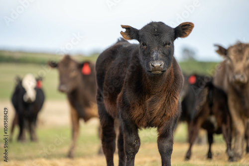 growing real healthy food. beautiful cattle in Australia eating grass, grazing on pasture. Herd of cows free range beef being regenerative raised on an agricultural farm. Sustainable farming