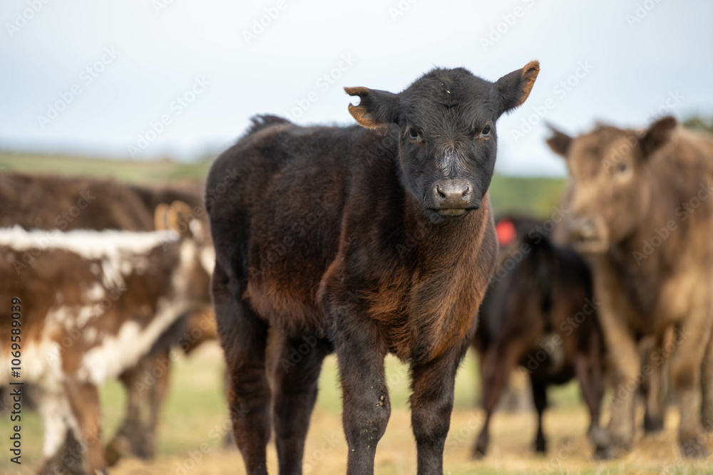 growing real healthy food. beautiful cattle in Australia eating grass, grazing on pasture. Herd of cows free range beef being regenerative raised on an agricultural farm. Sustainable farming growing real healthy food. beautiful cattle in Australia eating grass, grazing on pasture. Herd of cows free range beef being regenerative raised on an agricultural farm. Sustainable farming