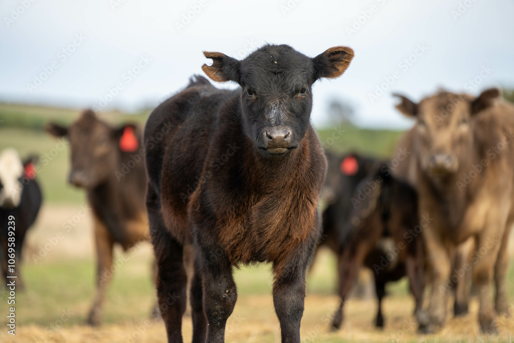 growing real healthy food. beautiful cattle in Australia eating grass, grazing on pasture. Herd of cows free range beef being regenerative raised on an agricultural farm. Sustainable farming growing real healthy food. beautiful cattle in Australia eating grass, grazing on pasture. Herd of cows free range beef being regenerative raised on an agricultural farm. Sustainable farming