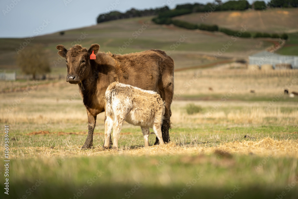 growing real healthy food. beautiful cattle in Australia eating grass, grazing on pasture. Herd of cows free range beef being regenerative raised on an agricultural farm. Sustainable farming growing real healthy food. beautiful cattle in Australia eating grass, grazing on pasture. Herd of cows free range beef being regenerative raised on an agricultural farm. Sustainable farming