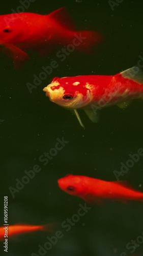 Colorful decorative red Japanese Koi Carps Fish (Cyprinus carpio) in an artificial pond top view
