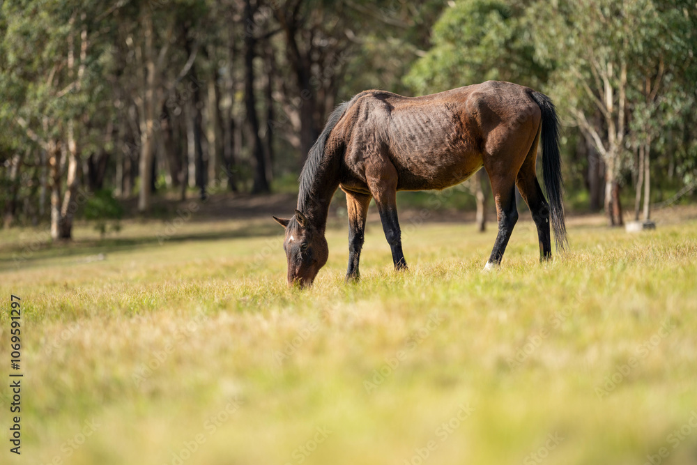 wild horse in a woodland grazing on grass eating pasture wild horse in a woodland grazing on grass eating pasture