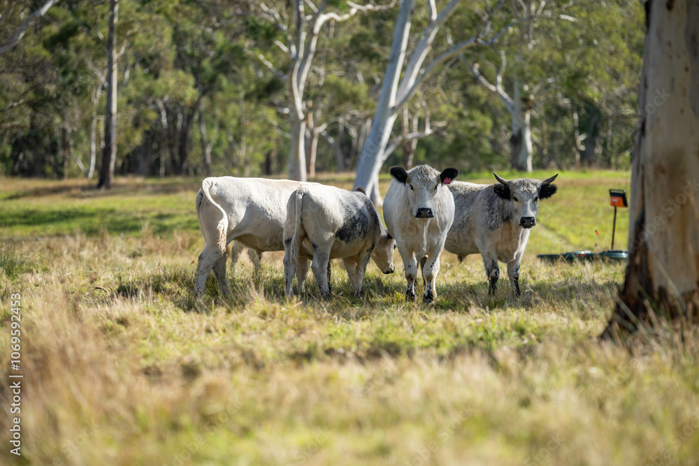 herd of cattle eating grass in a paddock on an agricultural field crop