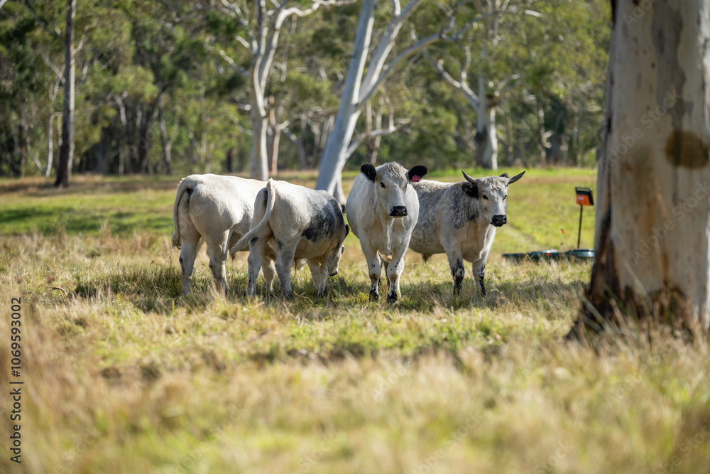 cows in a field eating grass and building soil carbon cows in a field eating grass and building soil carbon