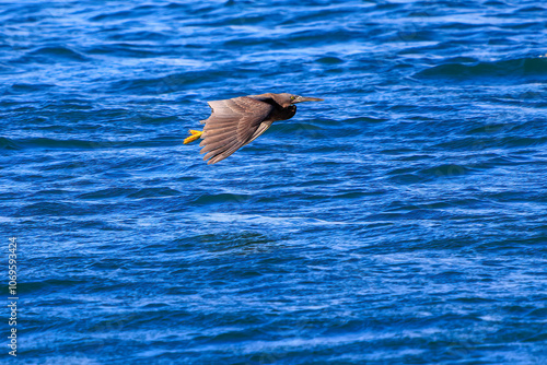 港の遥か沖を飛翔する美しいクロサギ（サギ科）。
英名学名：Pacific Reef-Heron (Egretta sacra)
静岡県伊豆半島賀茂郡南伊豆町中木ヒリゾ浜2024年
 photo