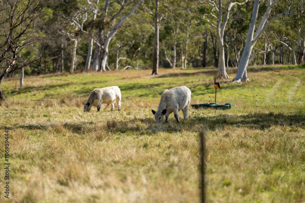 herd of cattle eating grass in a paddock on an agricultural field crop herd of cattle eating grass in a paddock on an agricultural field crop