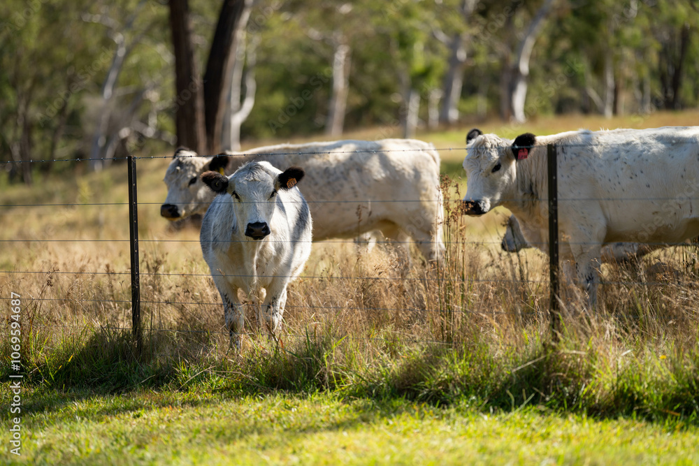 speckle park cows and bull on a farm eating grass and living free range speckle park cows and bull on a farm eating grass and living free range