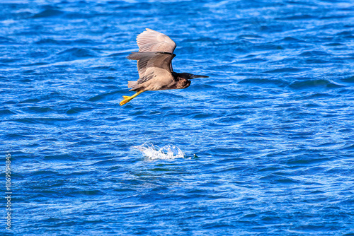 港の遥か沖を飛翔する美しいクロサギ（サギ科）。
英名学名：Pacific Reef-Heron (Egretta sacra)
静岡県伊豆半島賀茂郡南伊豆町中木ヒリゾ浜2024年
 photo