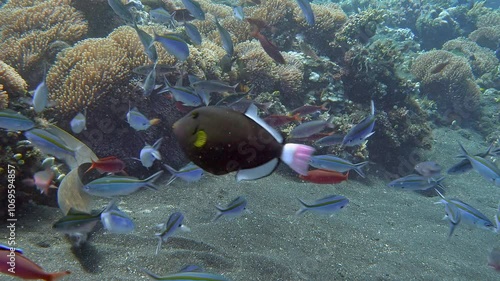 A large school of fish swims in the water column near the bottom of a tropical sea. Scissortail Fusilier (Caesio caerulaurea) 35 cm. ID: tail lobes with dark streaks. photo