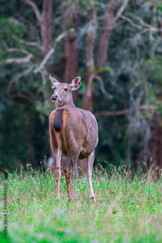 Smaller and without horns, the horns are not hollow, spiral, and some can branch like a tree branch. No gallbladder It prefers to be alone alone, except for mating season.