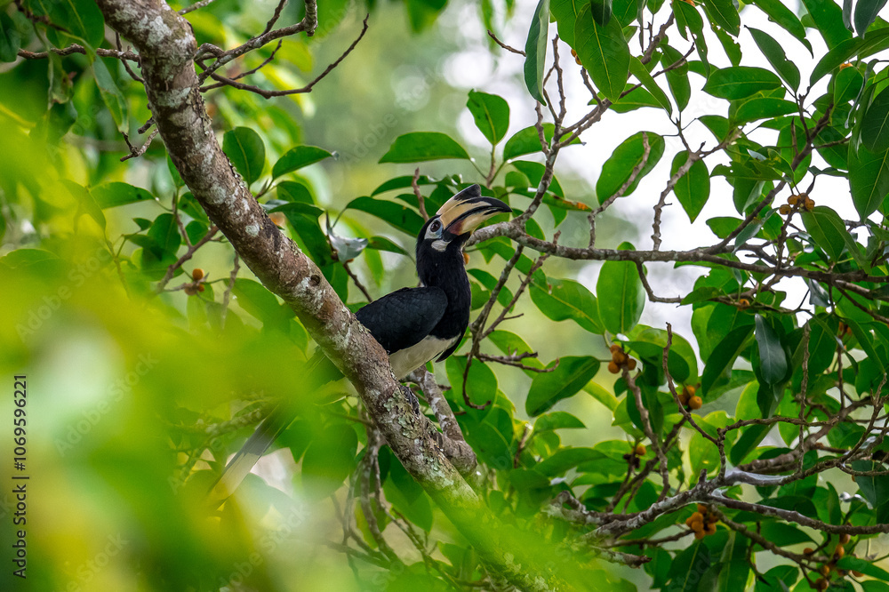 The bill and large hump are yellow. The face is black. The throat is white or yellowish-white. The body is black. The wings are black with a wide yellow stripe running down the middle of the wings. The bill and large hump are yellow. The face is black. The throat is white or yellowish-white. The body is black. The wings are black with a wide yellow stripe running down the middle of the wings.
