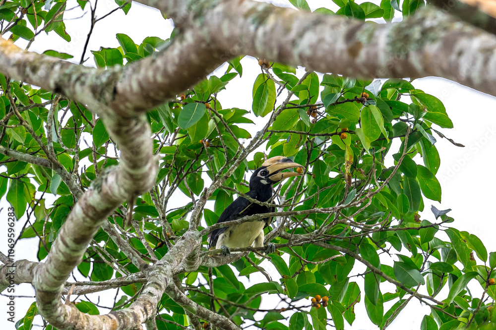 The bill and large hump are yellow. The face is black. The throat is white or yellowish-white. The body is black. The wings are black with a wide yellow stripe running down the middle of the wings. The bill and large hump are yellow. The face is black. The throat is white or yellowish-white. The body is black. The wings are black with a wide yellow stripe running down the middle of the wings.
