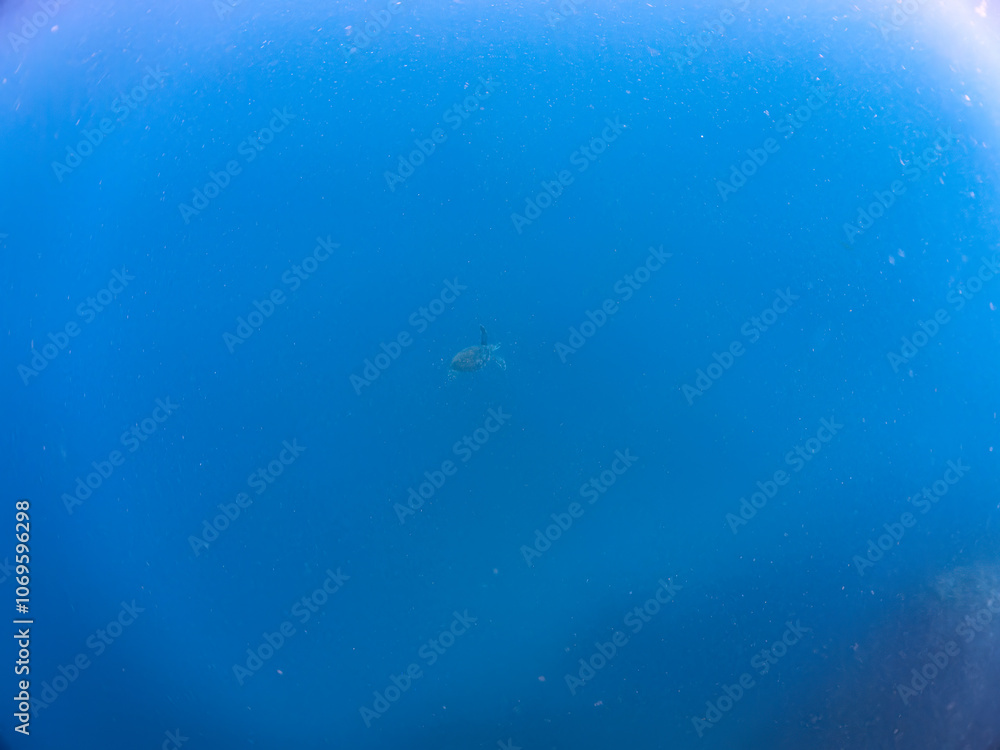 ゆったり泳ぐ美しく大きなアオウミガメ(ウミガメ科)。
英名学名:green sea turtle (Chelonia mydas)
静岡県伊豆半島賀茂郡南伊豆町中木ヒリゾ浜2024年
ゆったり泳ぐ美しく大きなアオウミガメ(ウミガメ科)。
英名学名:green sea turtle (Chelonia mydas)
静岡県伊豆半島賀茂郡南伊豆町中木ヒリゾ浜2024年