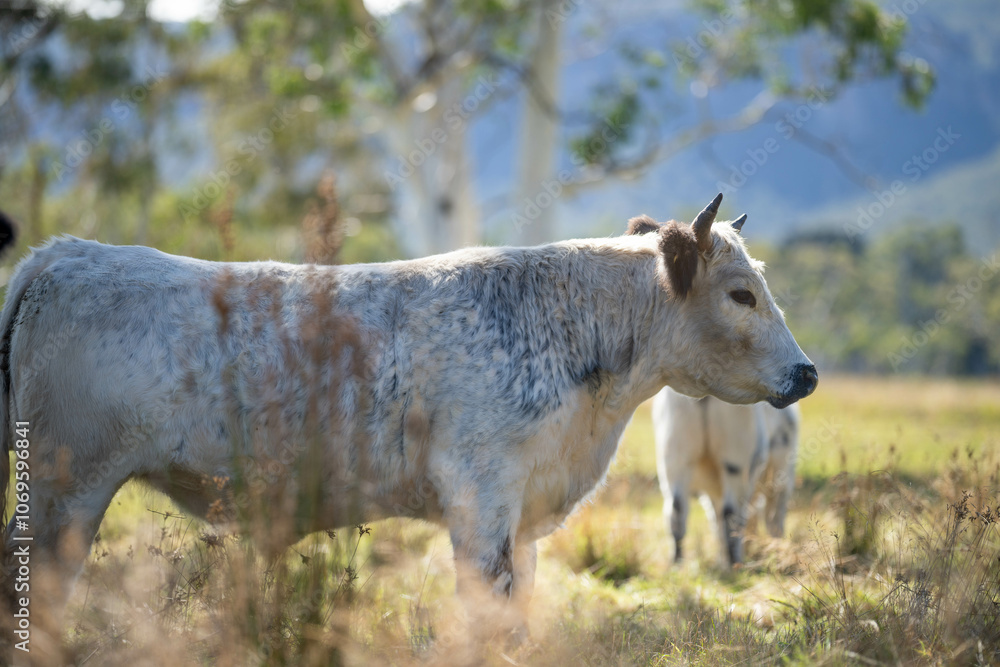 cows in a field eating grass and building soil carbon cows in a field eating grass and building soil carbon