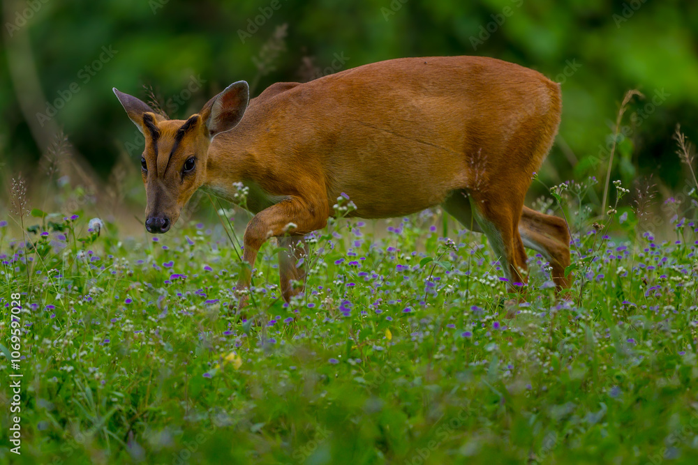 Fototapeta premium The hair on the body is brown. Have other colors mixed up He's smaller than other genus deer. Under the eyes there are clearly visible lacrimal glands.