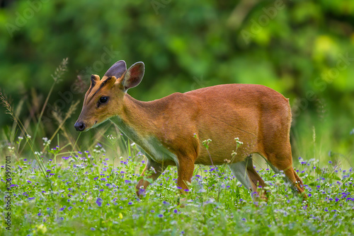 The hair on the body is brown. Have other colors mixed up He's smaller than other genus deer. Under the eyes there are clearly visible lacrimal glands. photo