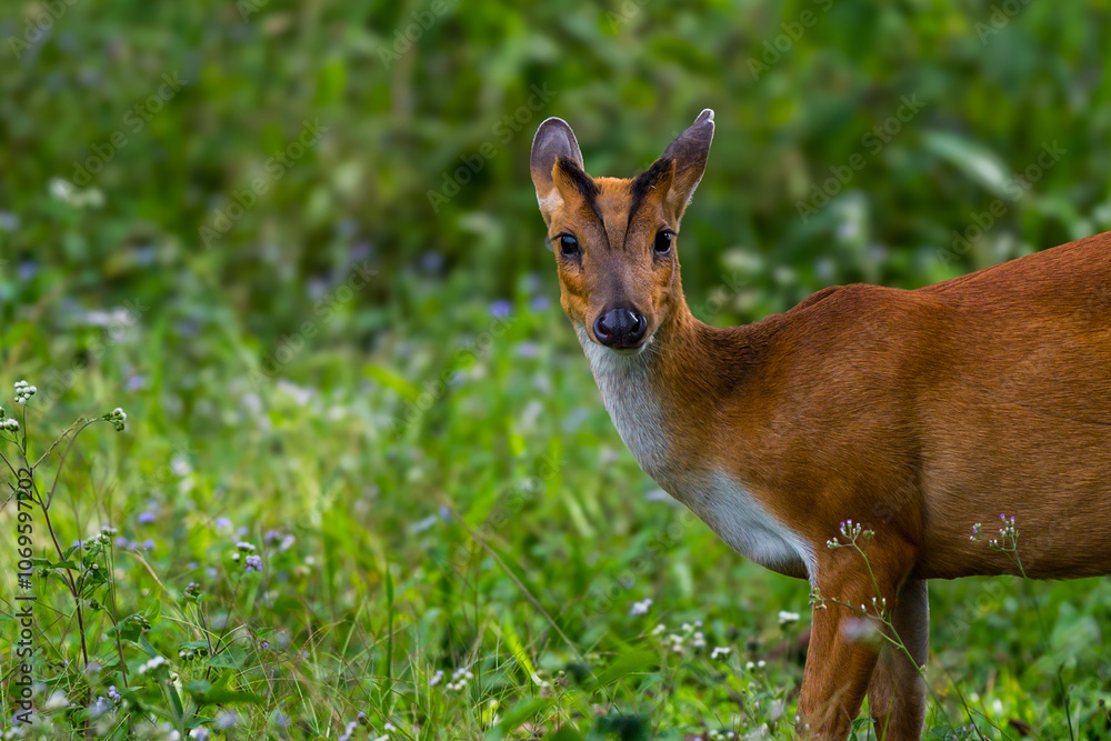 The hair on the body is brown. Have other colors mixed up He's smaller than other genus deer. Under the eyes there are clearly visible lacrimal glands. The hair on the body is brown. Have other colors mixed up He's smaller than other genus deer. Under the eyes there are clearly visible lacrimal glands.