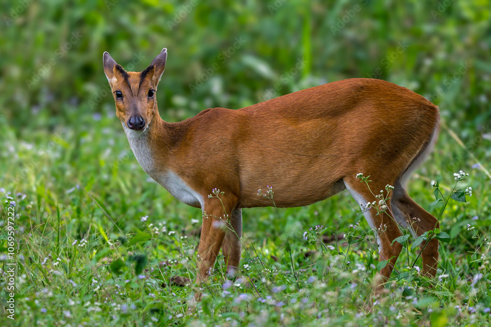 The hair on the body is brown. Have other colors mixed up He's smaller than other genus deer. Under the eyes there are clearly visible lacrimal glands. The hair on the body is brown. Have other colors mixed up He's smaller than other genus deer. Under the eyes there are clearly visible lacrimal glands.