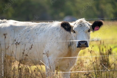 herd of cattle eating grass in a paddock on an agricultural field crop