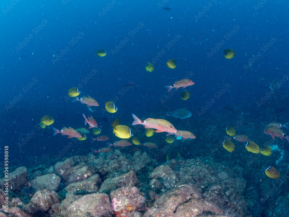 Fototapeta premium 美しいチョウチョウウオ(チョウチョウウオ科)、メジナ(イスズミ科)、ホウライヒメジ(ヒメジ科)他の群れ。 英名学名:Largescale Blackfish (Girella punctata), Whitesaddle goatfish (Parupeneus ciliatus), Oriental ButterflyFish (Chaetodon aurites) 中木ヒリゾ浜2024年