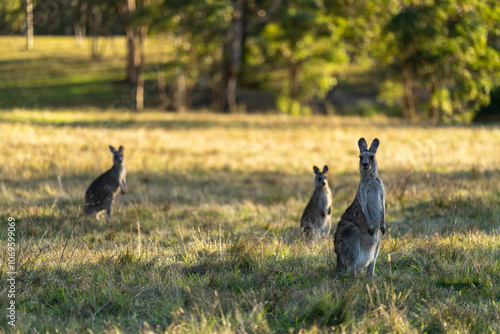 kangaroo in the bush in australia looking at camera