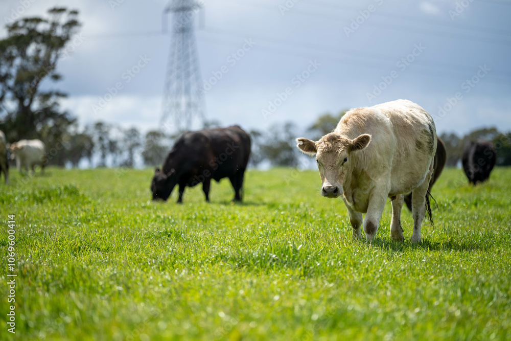 mongolia, grassland, animals, natural, real, range, free, grow, food, beef, cow, cattle, cows, wagyu, new zealand, summer, africa, african, agricultural, agriculture, agronomy, america, american, angu mongolia, grassland, animals, natural, real, range, free, grow, food, beef, cow, cattle, cows, wagyu, new zealand, summer, africa, african, agricultural, agriculture, agronomy, america, american, angu