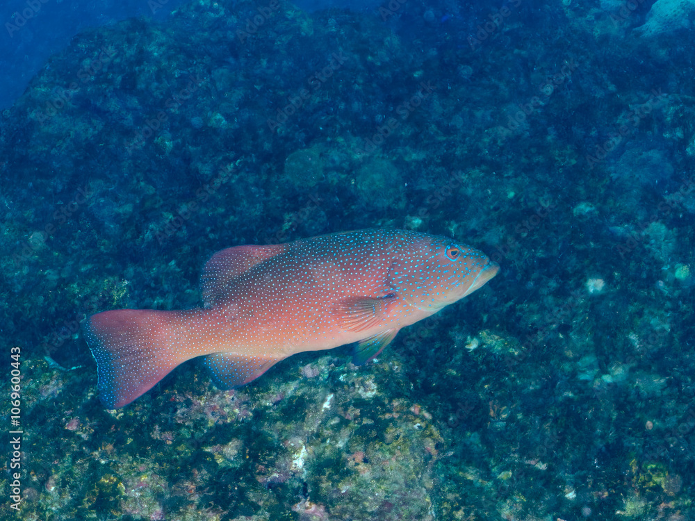 美しく大きなスジアラ(ハタ科)。
英名学名:Red-spotted rockcod, Blue spotted grouper, Plectropomus leopardus,
静岡県伊豆半島賀茂郡南伊豆町中木ヒリゾ浜2024年
美しく大きなスジアラ(ハタ科)。
英名学名:Red-spotted rockcod, Blue spotted grouper, Plectropomus leopardus,
静岡県伊豆半島賀茂郡南伊豆町中木ヒリゾ浜2024年