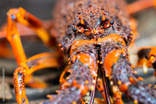 lobster fishing boat catching fish in pots and traps for the seafood industry photo