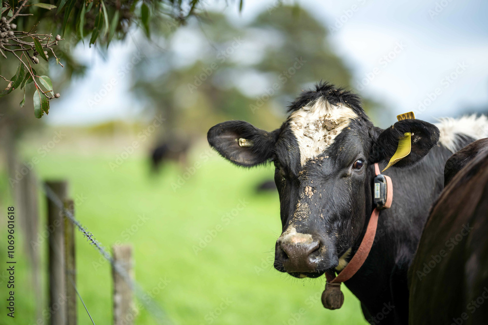 dairy cows grazing on grass in a meadow on a farm dairy cows grazing on grass in a meadow on a farm