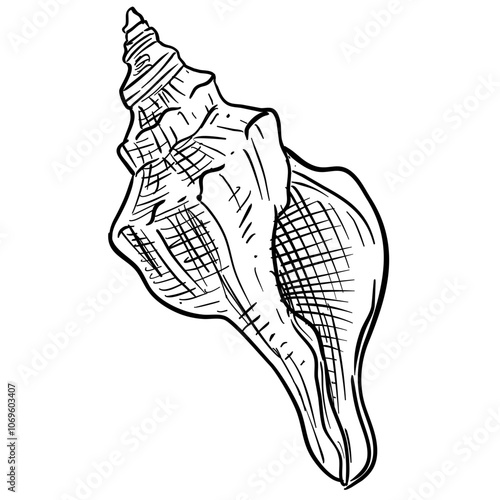 Ocean Shell Handdrawn Illustration