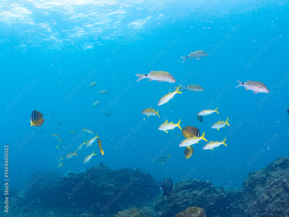 美しいアカヒメジ(ヒメジ科)他の群れ。
英名学名:Yellowfin goatfish (Mulloidichthys vanicolensis),.
美しいチョウチョウウオ(チョウチョウウオ科)の群れ他。
英名学名:Oriental ButterflyFish (Chaetodon aurites)
静岡県伊豆半島賀茂郡南伊豆町中木ヒリゾ浜2024年
美しいアカヒメジ(ヒメジ科)他の群れ。
英名学名:Yellowfin goatfish (Mulloidichthys vanicolensis),.
美しいチョウチョウウオ(チョウチョウウオ科)の群れ他。
英名学名:Oriental ButterflyFish (Chaetodon aurites)
静岡県伊豆半島賀茂郡南伊豆町中木ヒリゾ浜2024年