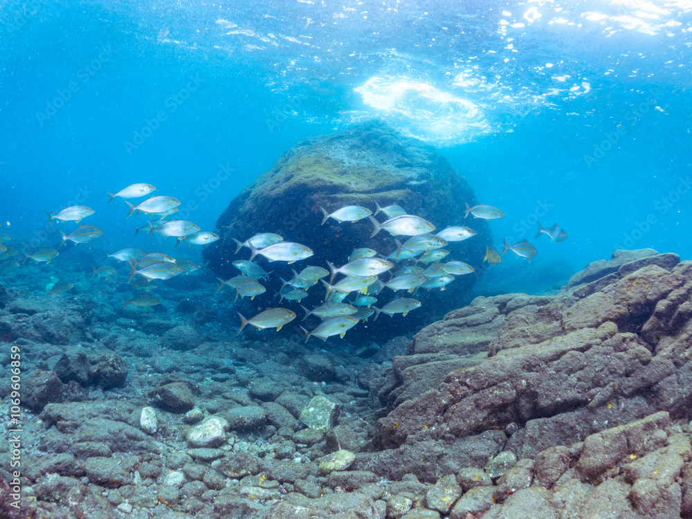 Fototapeta premium キビナゴの大群を襲う迫力あるカンパチ(アジ科)の群れ。 英名学名:Greater Amberjack (Seriola dumerili) Silver-Stripe Round Herrings (Spratelloides gracilis) 静岡県伊豆半島賀茂郡南伊豆町中木ヒリゾ浜2024年
