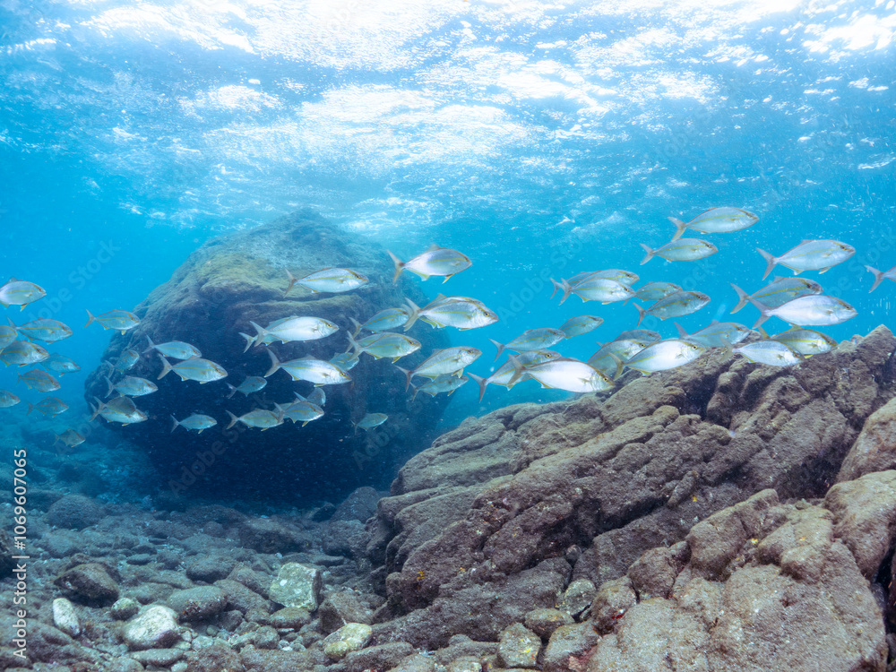 キビナゴの大群を襲う迫力あるカンパチ(アジ科)の群れ。
英名学名:Greater Amberjack (Seriola dumerili)
Silver-Stripe Round Herrings (Spratelloides gracilis)
静岡県伊豆半島賀茂郡南伊豆町中木ヒリゾ浜2024年
キビナゴの大群を襲う迫力あるカンパチ(アジ科)の群れ。
英名学名:Greater Amberjack (Seriola dumerili)
Silver-Stripe Round Herrings (Spratelloides gracilis)
静岡県伊豆半島賀茂郡南伊豆町中木ヒリゾ浜2024年