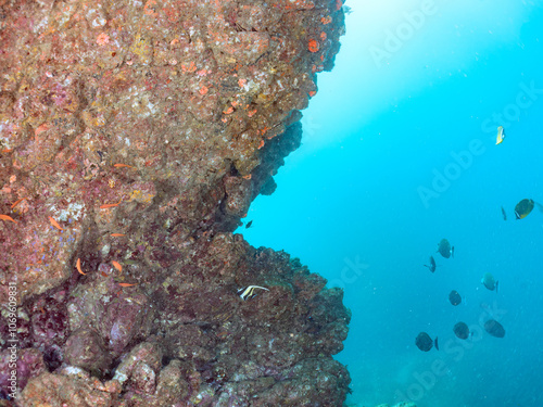 ウミカラマツとキンギョハナダイ、キホシスズメダイ、ツノダシ他
英名学名：Schools of Sea Goldie,Pseudanthias squamipinnis
Northern yellow-spotted chromis, Chromis yamakawai
Moorish Idol, Zanclus cornutus
静岡県伊豆半島賀茂郡南伊豆町中木ヒリゾ浜2024年
 photo