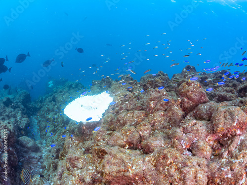 高海水温が続いているのでサンゴの白化現象が起きている。
テーブルサンゴに集まる、美しいソラスズメダイ（スズメダイ科）、ニシキベラ（ベラ科）他の群れ。
英名学名：Heavenly Damselfish, Pomacentrus coelestis
upid wrasse, Thalassoma cupido
静岡県伊豆半島賀茂郡南伊豆町中木ヒリゾ浜2024年
 photo