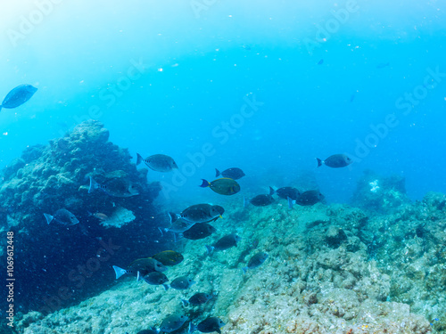 Wallpaper Mural 美しいニセカンランハギ、ニザダイ（ニザダイ科）他の群れ。
英名学名：Pencil surgeonfish (Acanthurus dussumieri)
Sawtail (Prionurus scalprum)
静岡県伊豆半島賀茂郡南伊豆町中木ヒリゾ浜2024年
 Torontodigital.ca