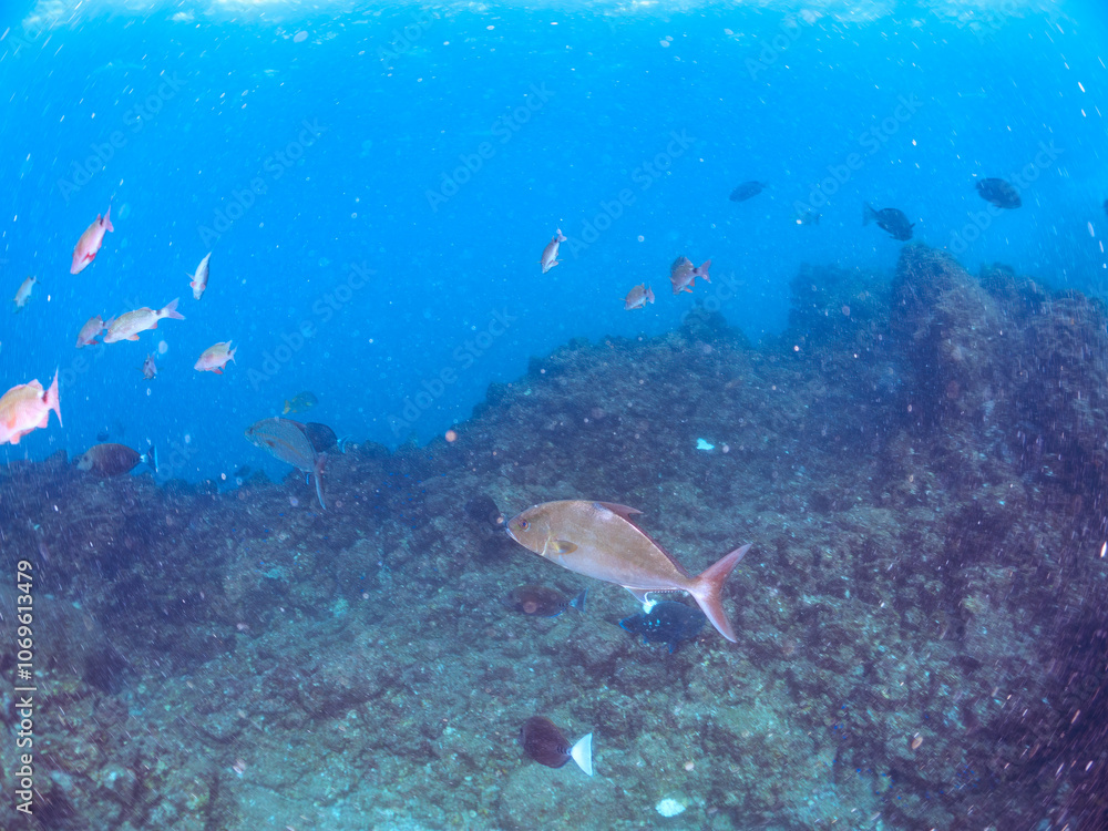 Fototapeta premium キビナゴの大群を襲う迫力あるヒレナガカンパチ(アジ科)の群れ。 英名学名:Almaco Jack, Longfin amberjack, Seriola rivoliana Valenciennesm Silver-Stripe Round Herrings (Spratelloides gracilis) 静岡県伊豆半島賀茂郡南伊豆町中木ヒリゾ浜2024年