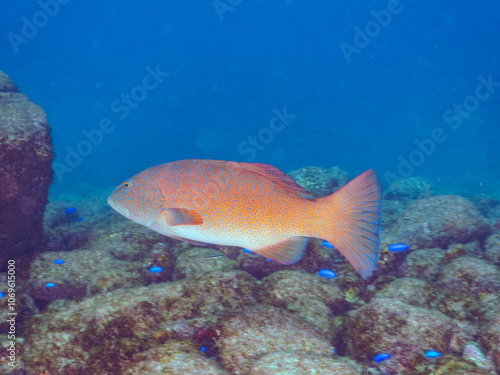 美しく大きなスジアラ（ハタ科）。
英名学名：Red-spotted rockcod, Blue spotted grouper, Plectropomus leopardus,
静岡県伊豆半島賀茂郡南伊豆町中木ヒリゾ浜2024年
 photo