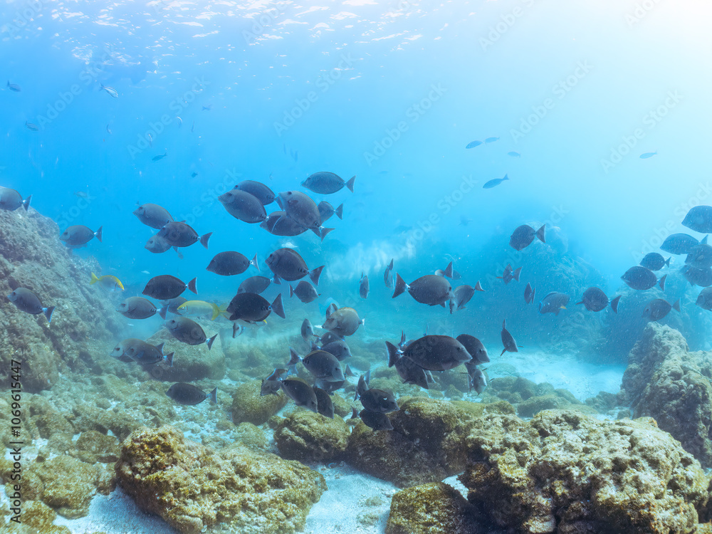 Fototapeta premium 美しいニザダイ（ニザダイ科）、メジナ（イスズミ科）他の群れ 英名学名：Sawtail (Prionurus scalprum) Largescale Blackfish, Girella punctata 静岡県伊豆半島賀茂郡南伊豆町中木ヒリゾ浜2024年 