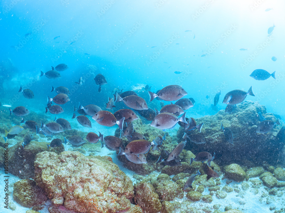 Fototapeta premium 美しいニザダイ（ニザダイ科）、メジナ（イスズミ科）他の群れ 英名学名：Sawtail (Prionurus scalprum) Largescale Blackfish, Girella punctata 静岡県伊豆半島賀茂郡南伊豆町中木ヒリゾ浜2024年 