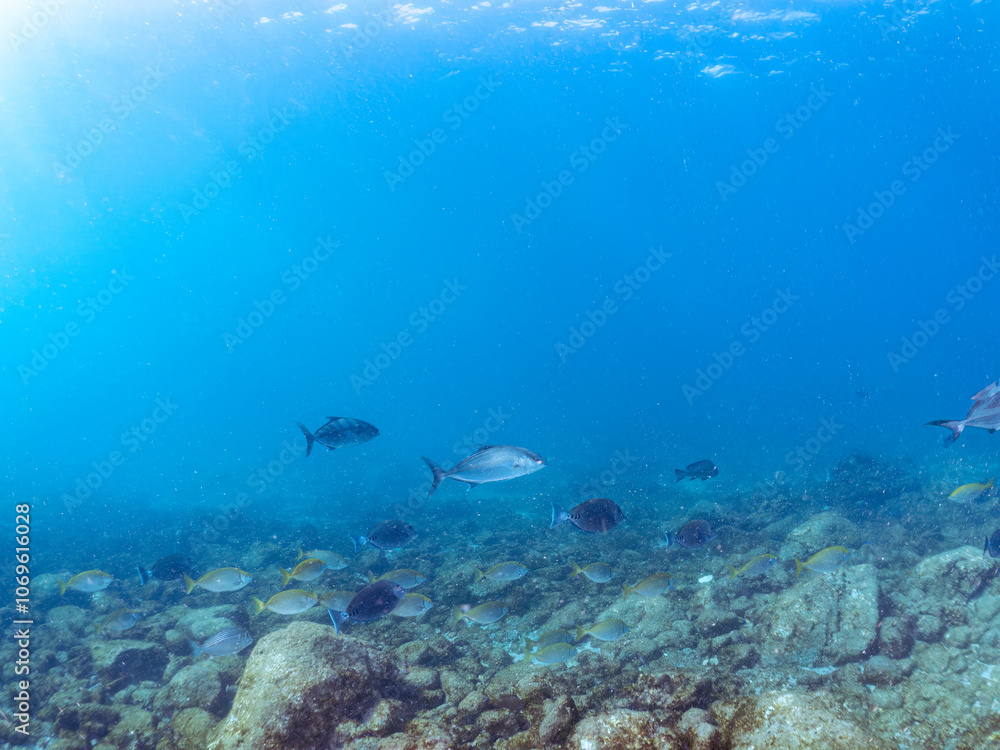 Fototapeta premium キビナゴの大群を襲う迫力あるカンパチ（アジ科）の群れ。 英名学名：Greater Amberjack (Seriola dumerili) Silver-Stripe Round Herrings (Spratelloides gracilis) 美しいニザダイ（ニザダイ科）他の群れ。 英名学名：Sawtail (Prionurus scalprum) 静岡県伊豆半島賀茂郡南伊豆町中木ヒリゾ浜2 