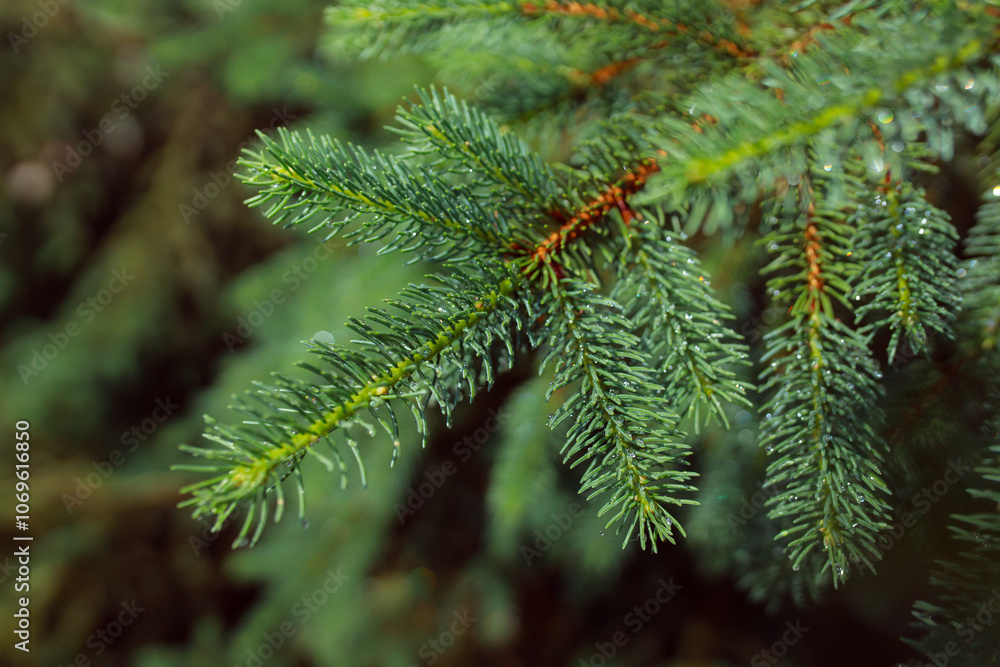 The freshness of the coniferous forest. Raindrops on a spruce branch in sunny weather. Custom Christmas background. Warm winter holiday concept. Global warming concept. The freshness of the coniferous forest. Raindrops on a spruce branch in sunny weather. Custom Christmas background. Warm winter holiday concept. Global warming concept.