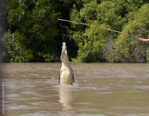Crocadile Jumping to retrieve food Northern Territory Australia