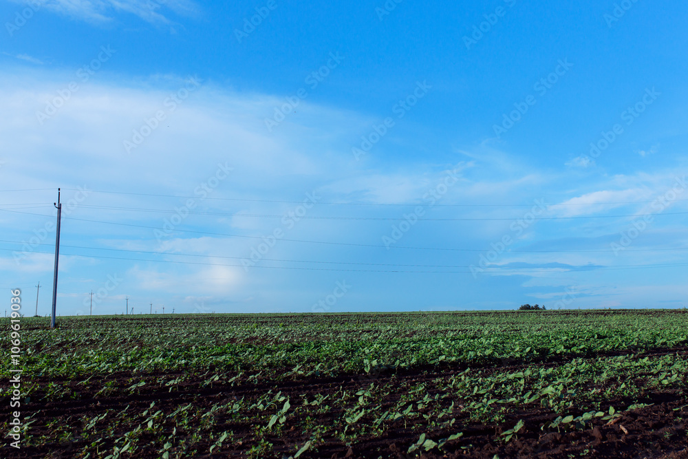 Obraz premium Field with freshly sprouted plants. Agriculture concept. A field with sprouted sunflowers. Sunflower oil concept. Electric wires over an agricultural field.
